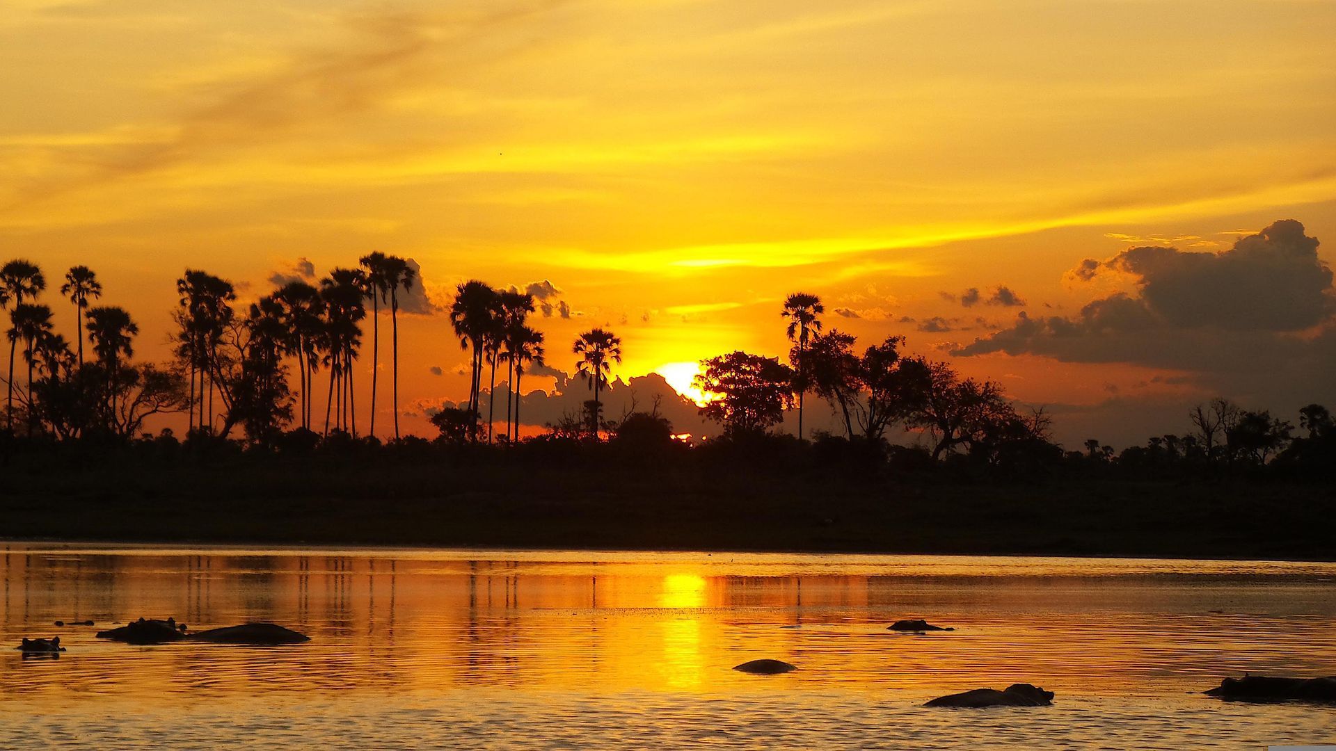 Golden sunset illuminating a calm lake with silhouettes of palm trees lining the distant shore.