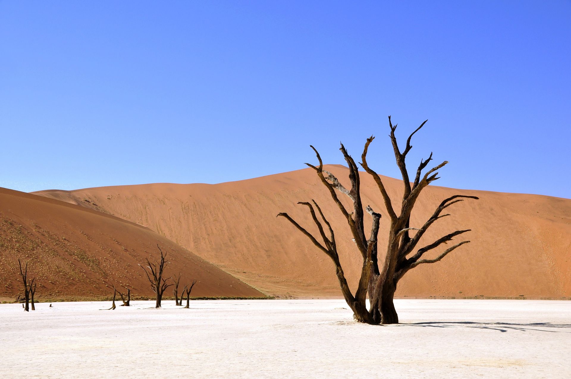 A dead tree stands in the white salt pan of Deadvlei, Namibia, against a backdrop of massive orange sand dunes and blue sky.