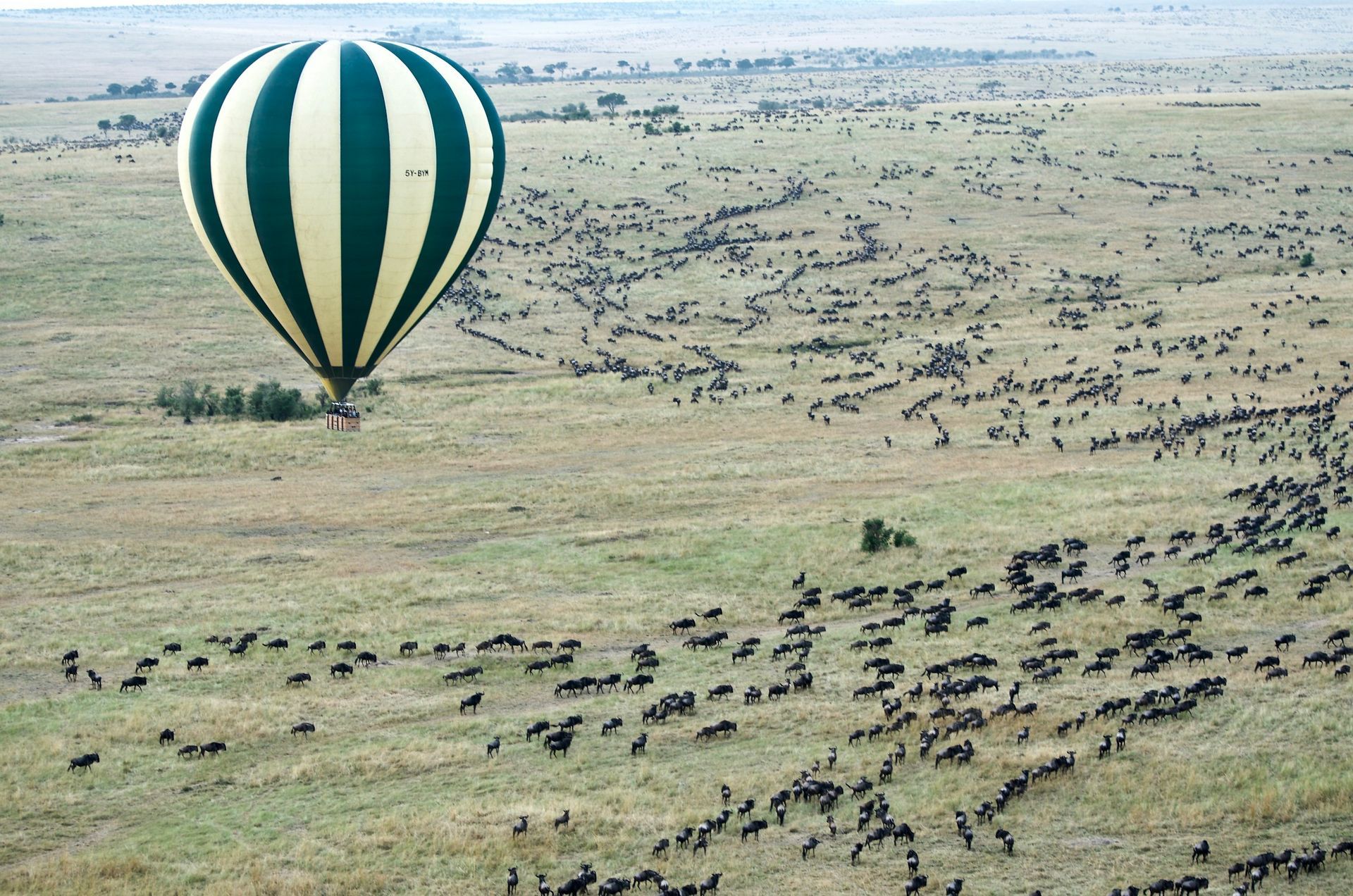 A green and white hot air balloon floats above a vast, flat savanna populated by a large herd of grazing wildebeest.