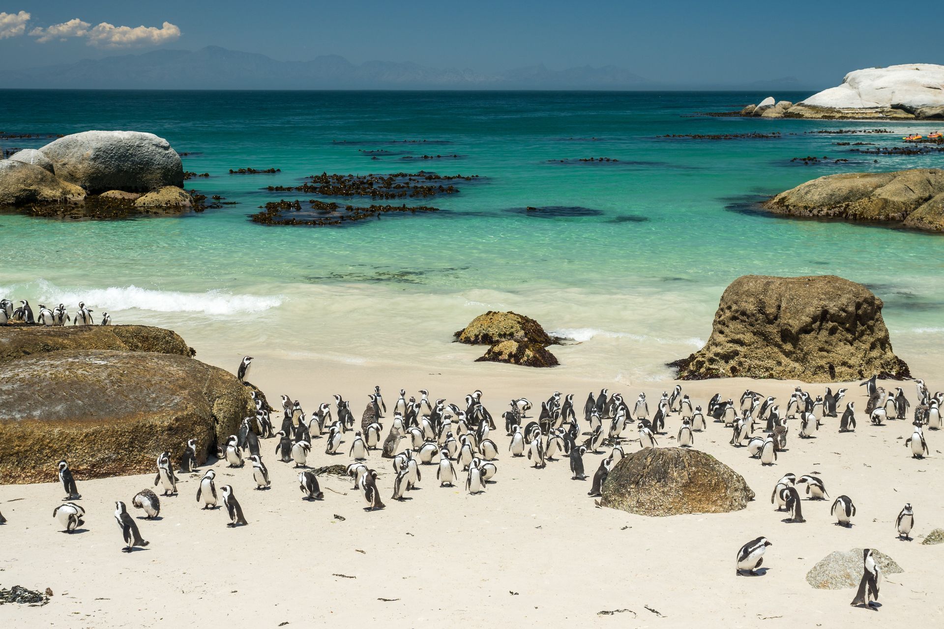A large colony of African penguins standing on a sandy beach near turquoise water and large rocks under a clear blue sky.