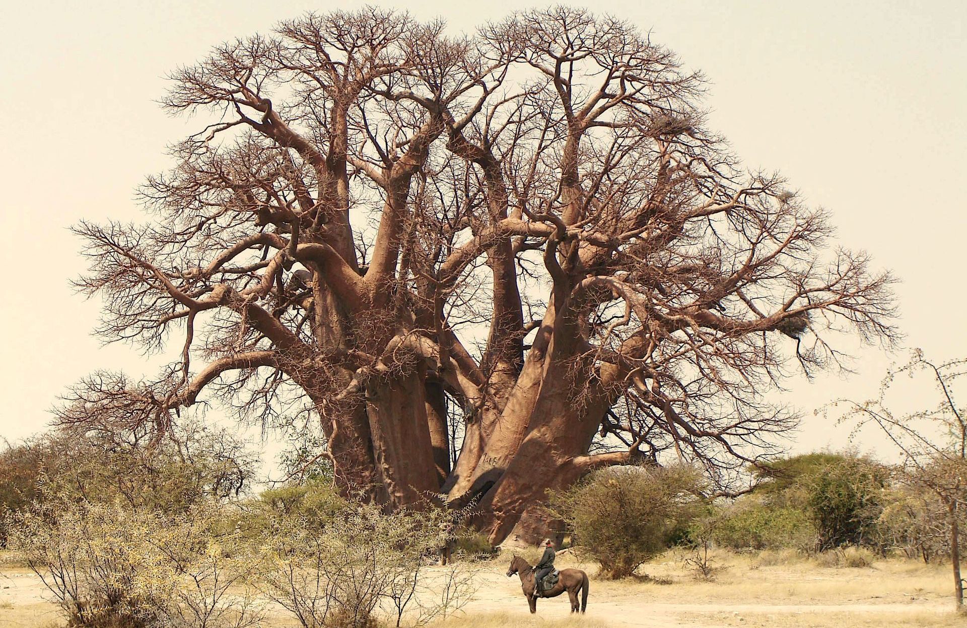 A massive, leafless baobab tree stands in a dry, sparse landscape with a person on horseback nearby.