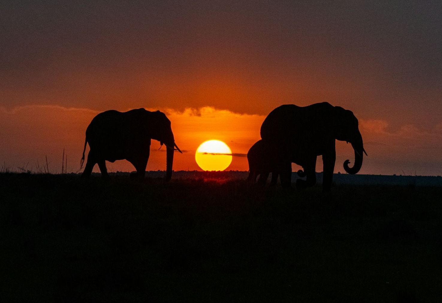 Silhouetted elephants walk across a plain against a bright orange sunset.