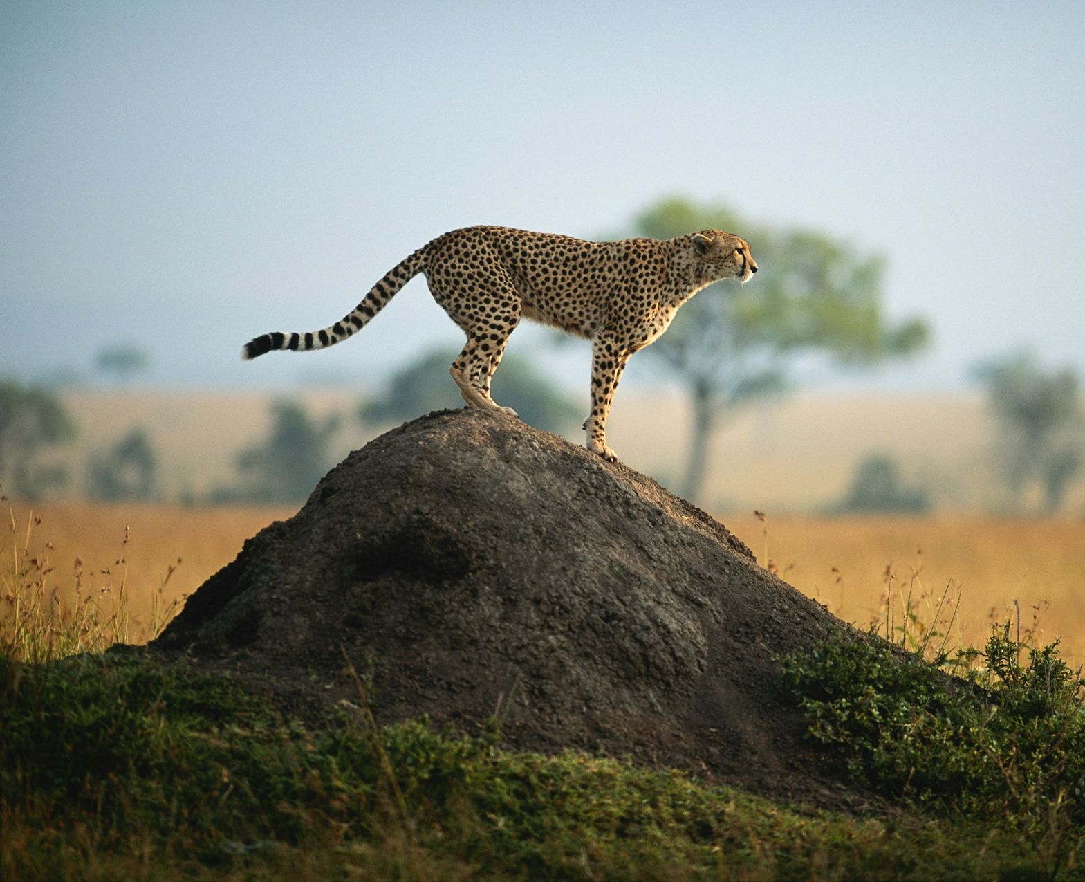 A cheetah stands alert on top of a dirt mound in a grassy African savanna with trees in the hazy background.