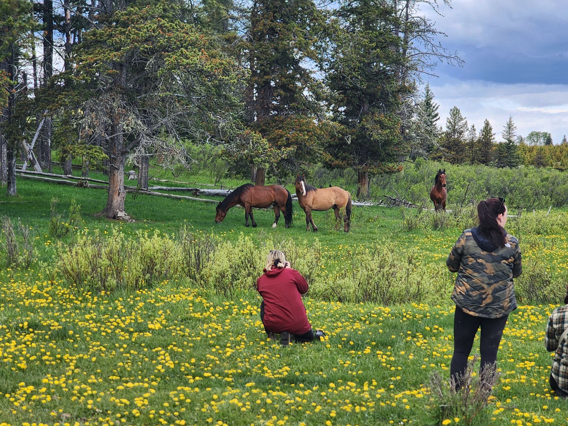 Sundre, AB: Wild horse shoot with photographers.