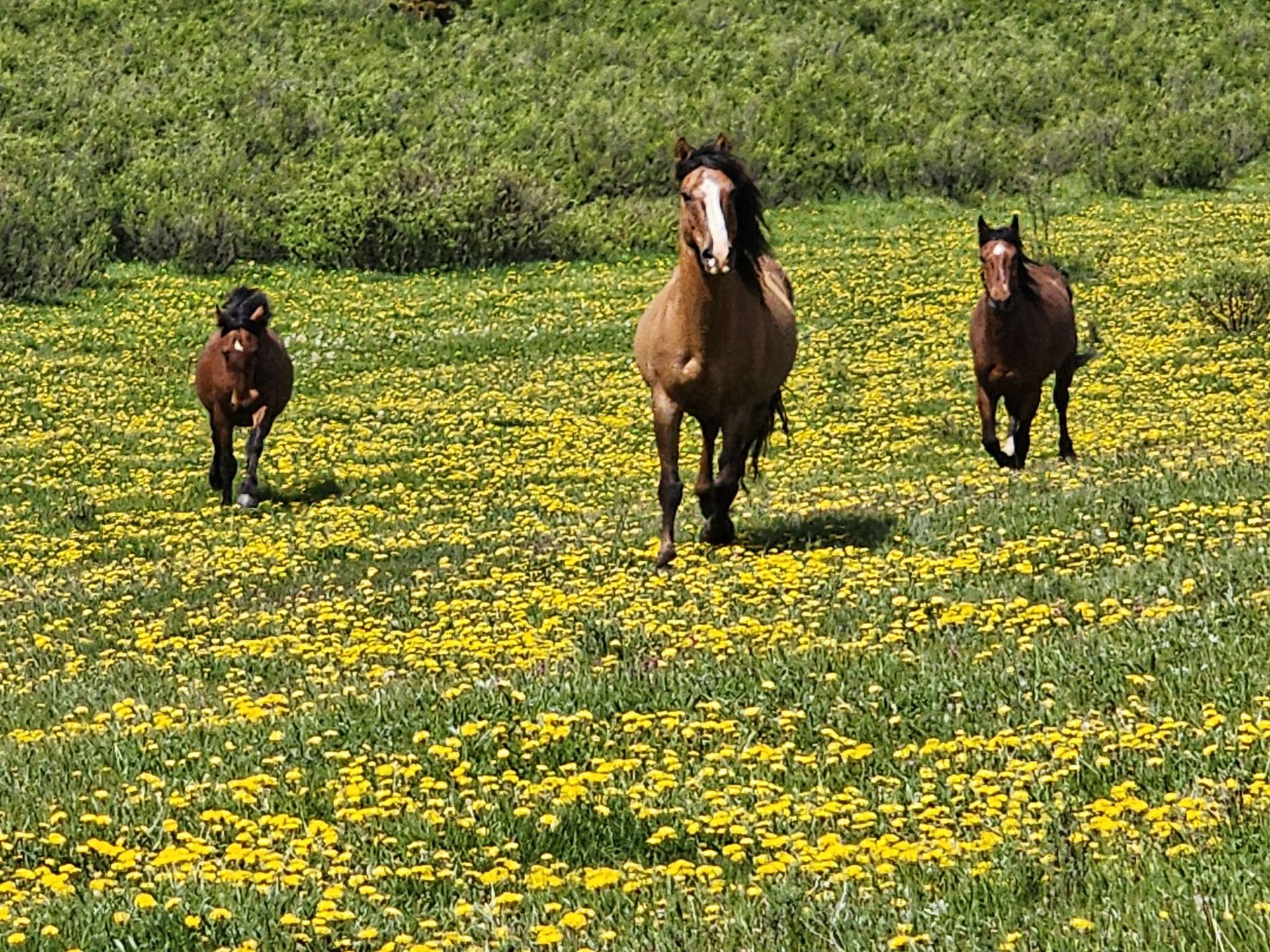 Sundre, AB: Wild horse shoot.