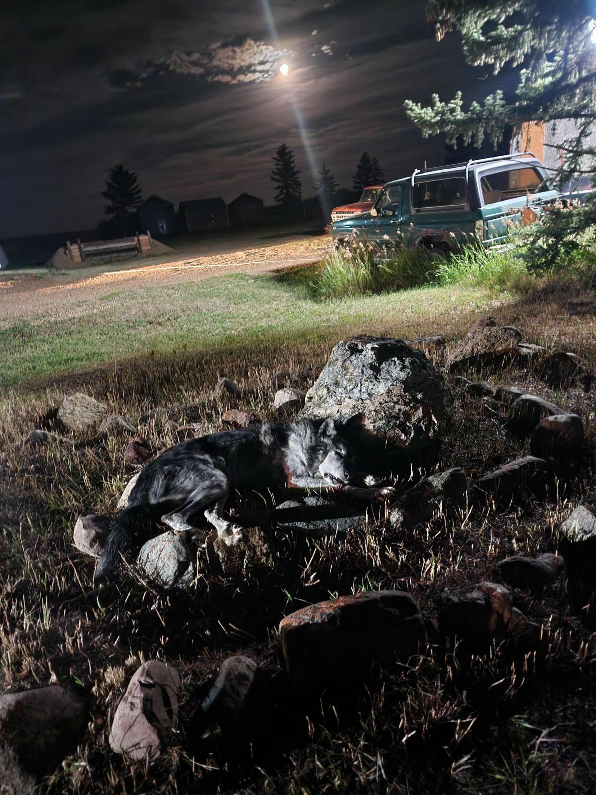 Starland Studios: Ceremonial site with wolf Timber.