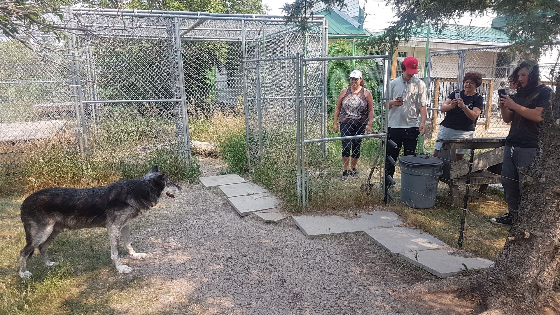 Starland Studios: wolf Timber with visitors.