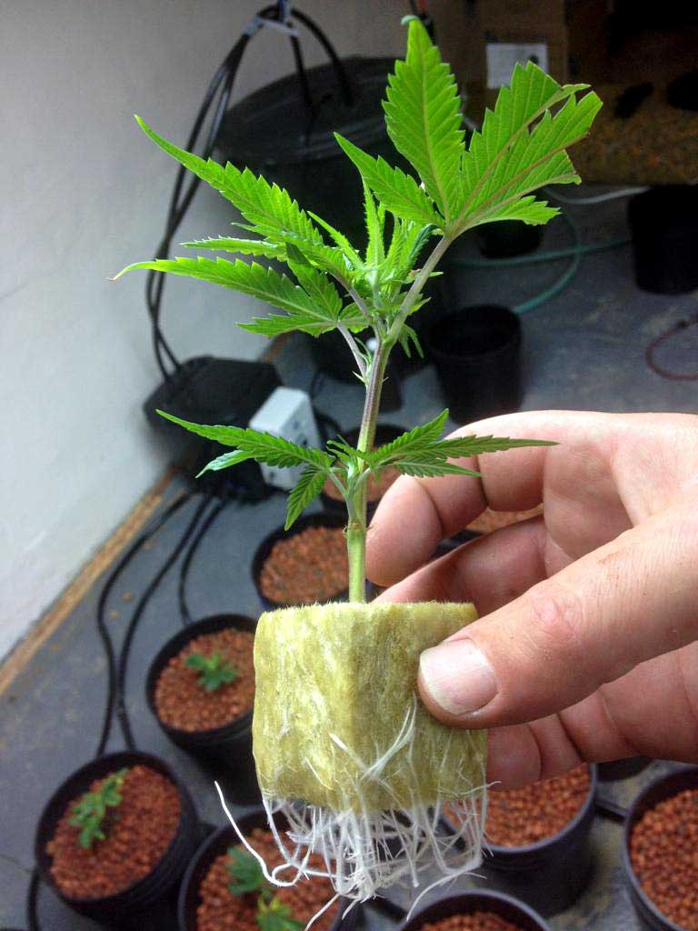 CANNABIS CLONES