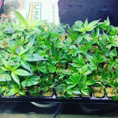 CANNABIS CLONES
