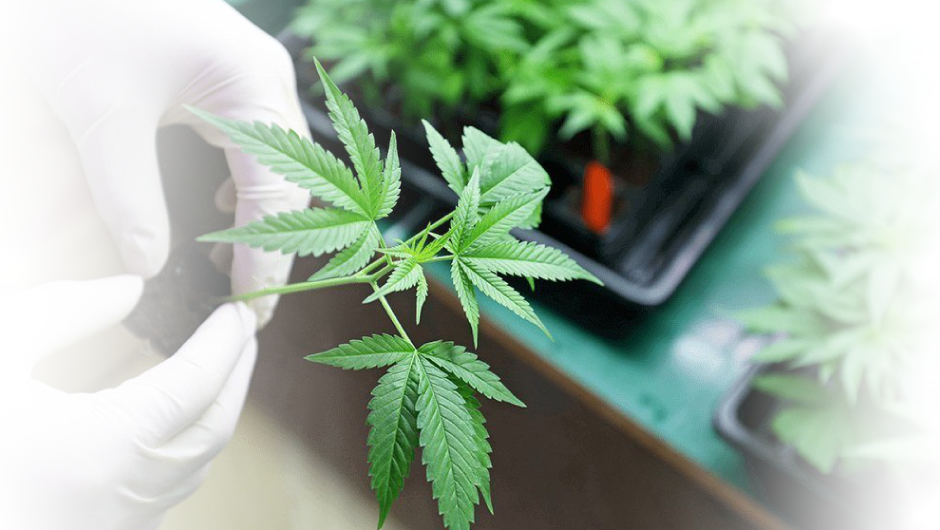 CANNABISCLONES