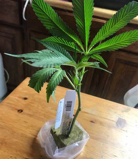 Cannabis clone