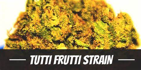 TOP SHELF Tropical Cannabis Strain