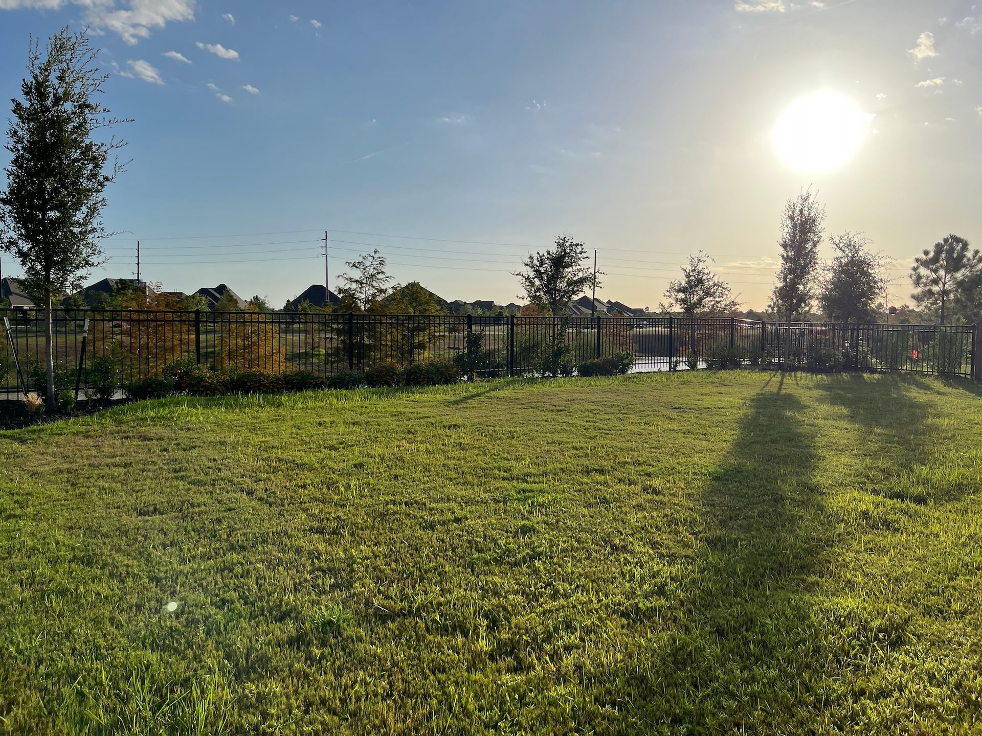 Sunny backyard with green grass, black fence, trees, and bright sun.