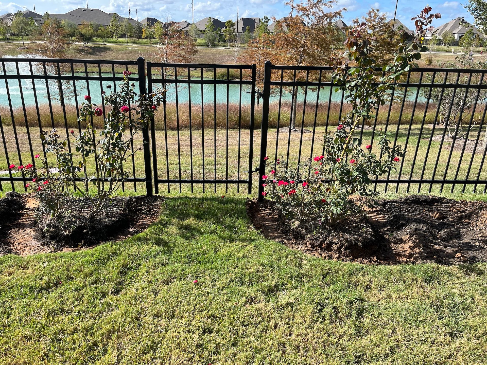 Black wrought iron fence with roses in front, green grass, and water in the background.