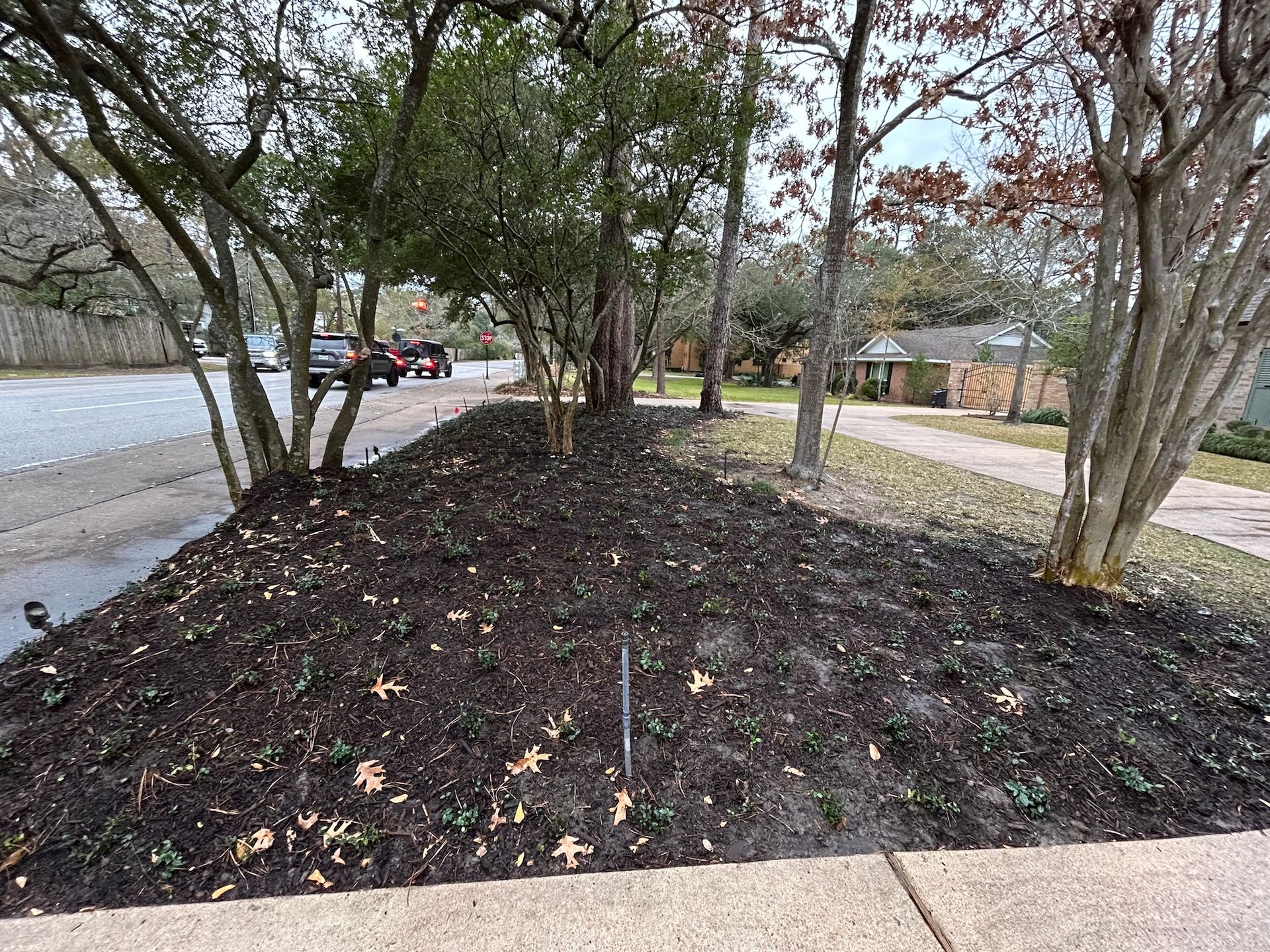Flowerbed with dark soil and small trees along a sidewalk and street.
