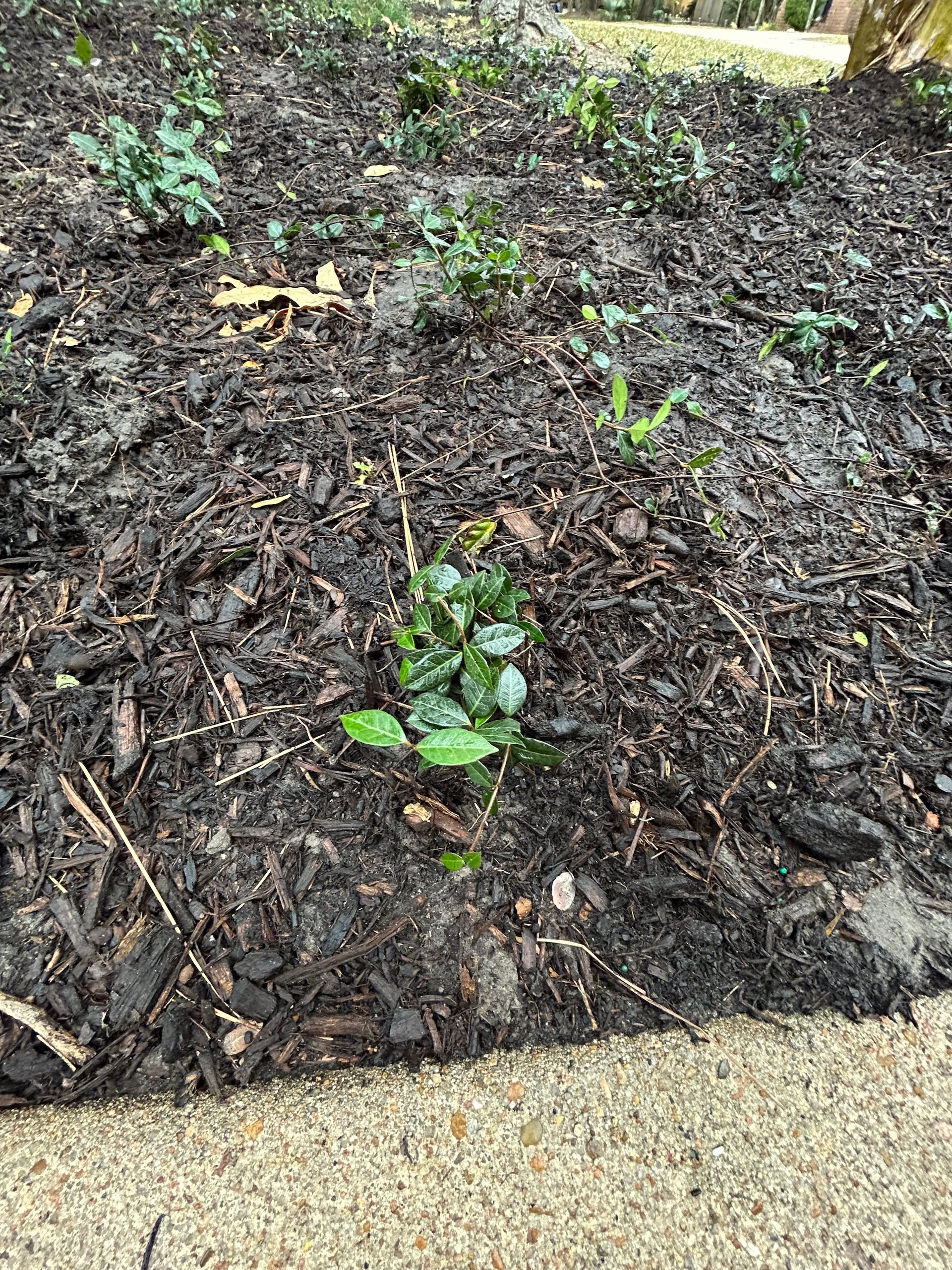 Dark mulch bed with small green plants near a concrete edge.