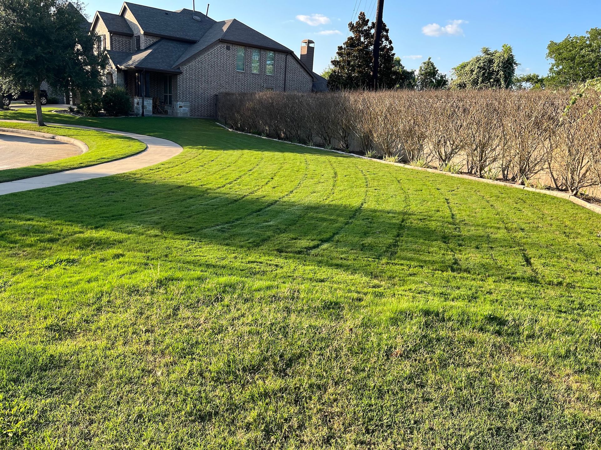 Lush green lawn curving towards a house, with a trimmed brown hedge lining the edge of the property on a sunny day.