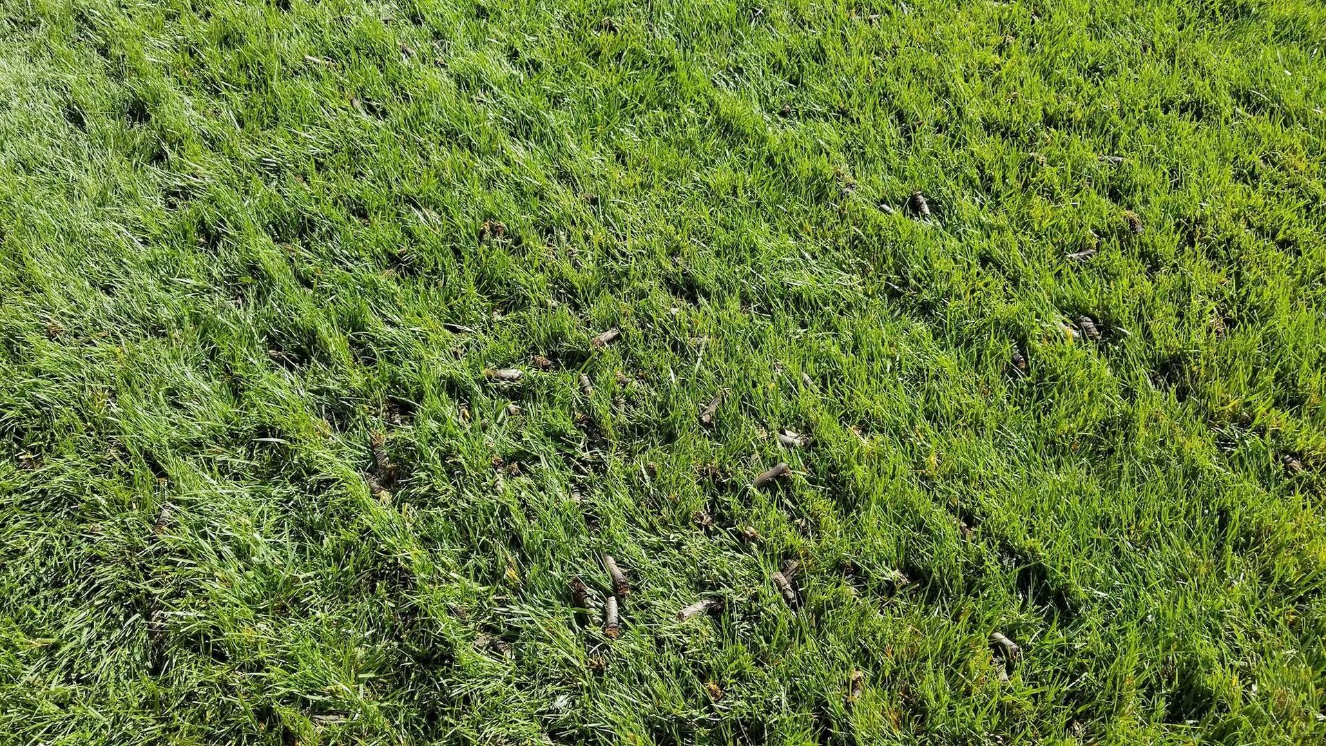 Green, textured lawn with aeration plugs and holes