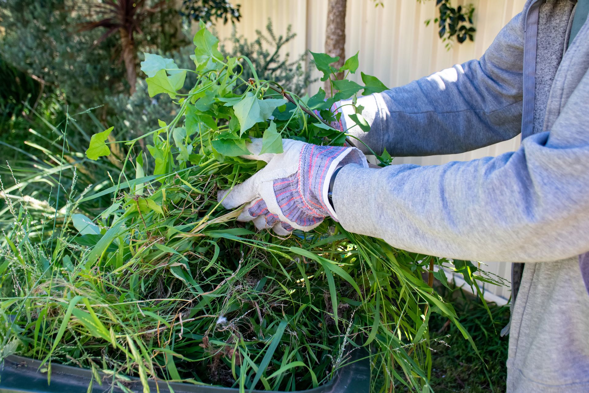 Person in gloves putting green weeds and branches into a compost bin.