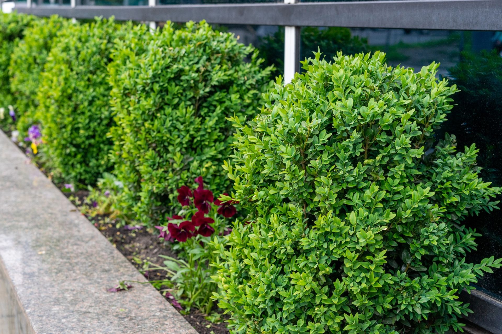 A row of small, rounded green bushes planted in soil beside a concrete curb and a dark glass wall.