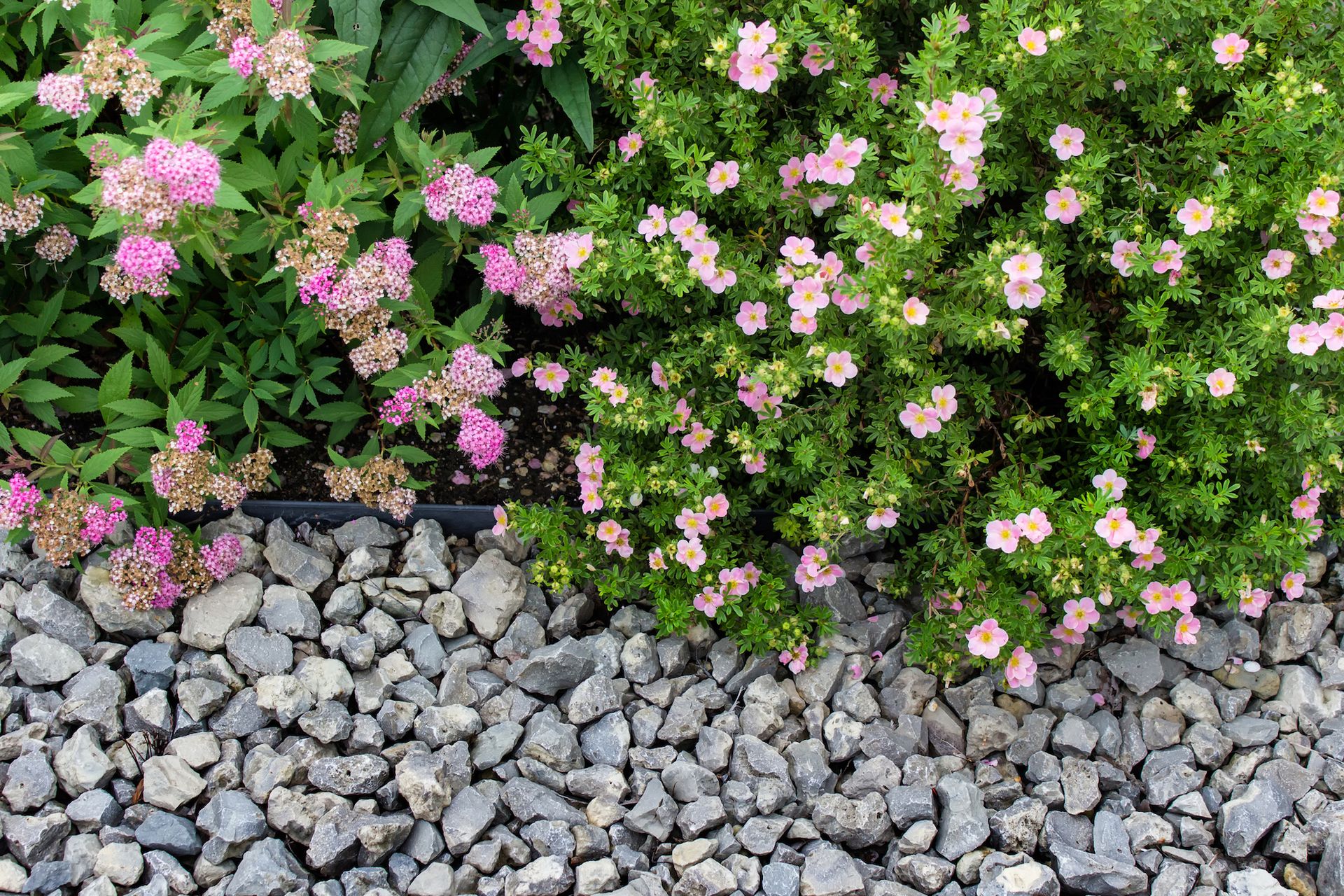 Two lush green bushes with many small pink flowers growing next to a bed of gray landscaping rocks.