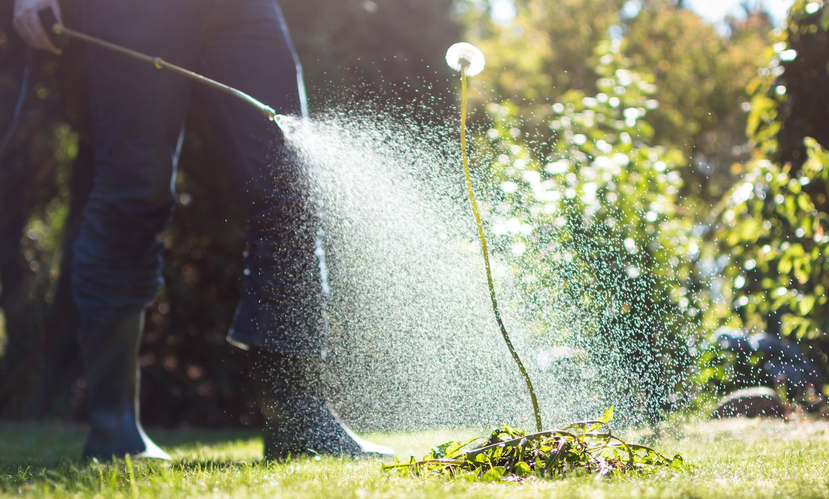 Person spraying weed with hose in a grassy yard, sunlit background.