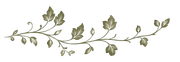 Trepadeira delicada, com folhas verde-oliva e pequenas flores, que se espalha horizontalmente sobre um fundo branco.