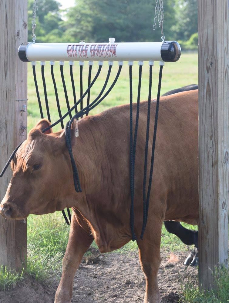 cow walking through cattle curtain