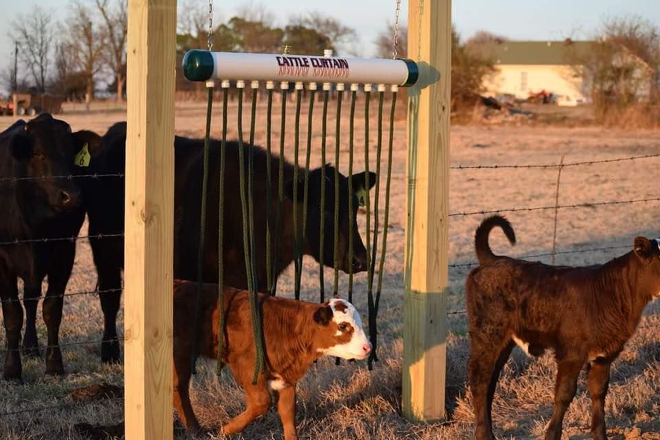 calves going through cattle curtain