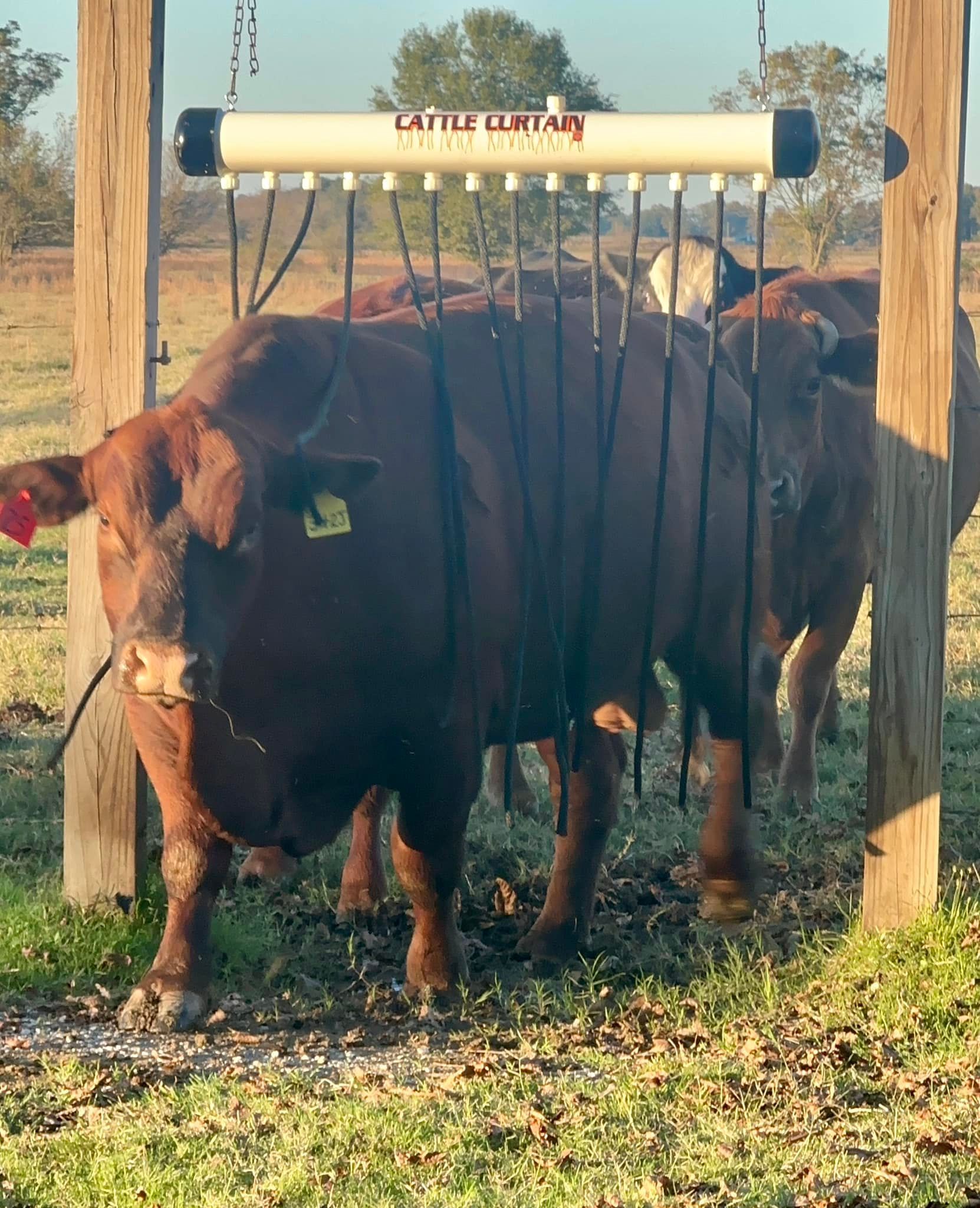 cattle curtain applying insecticide to cow