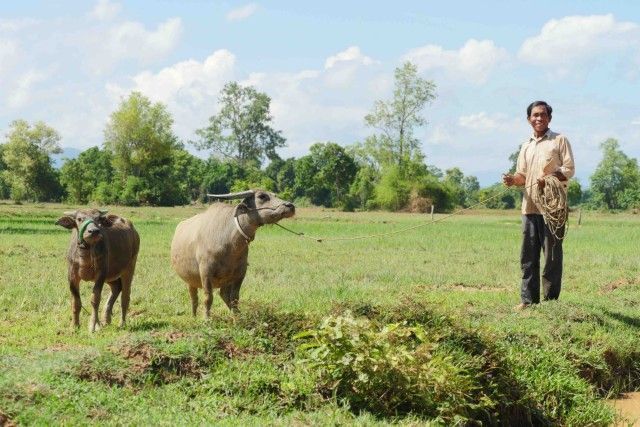 Man standing beside two water buffalo in a green field under a bright sky