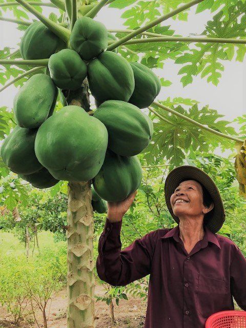 Oeun with her papaya tree