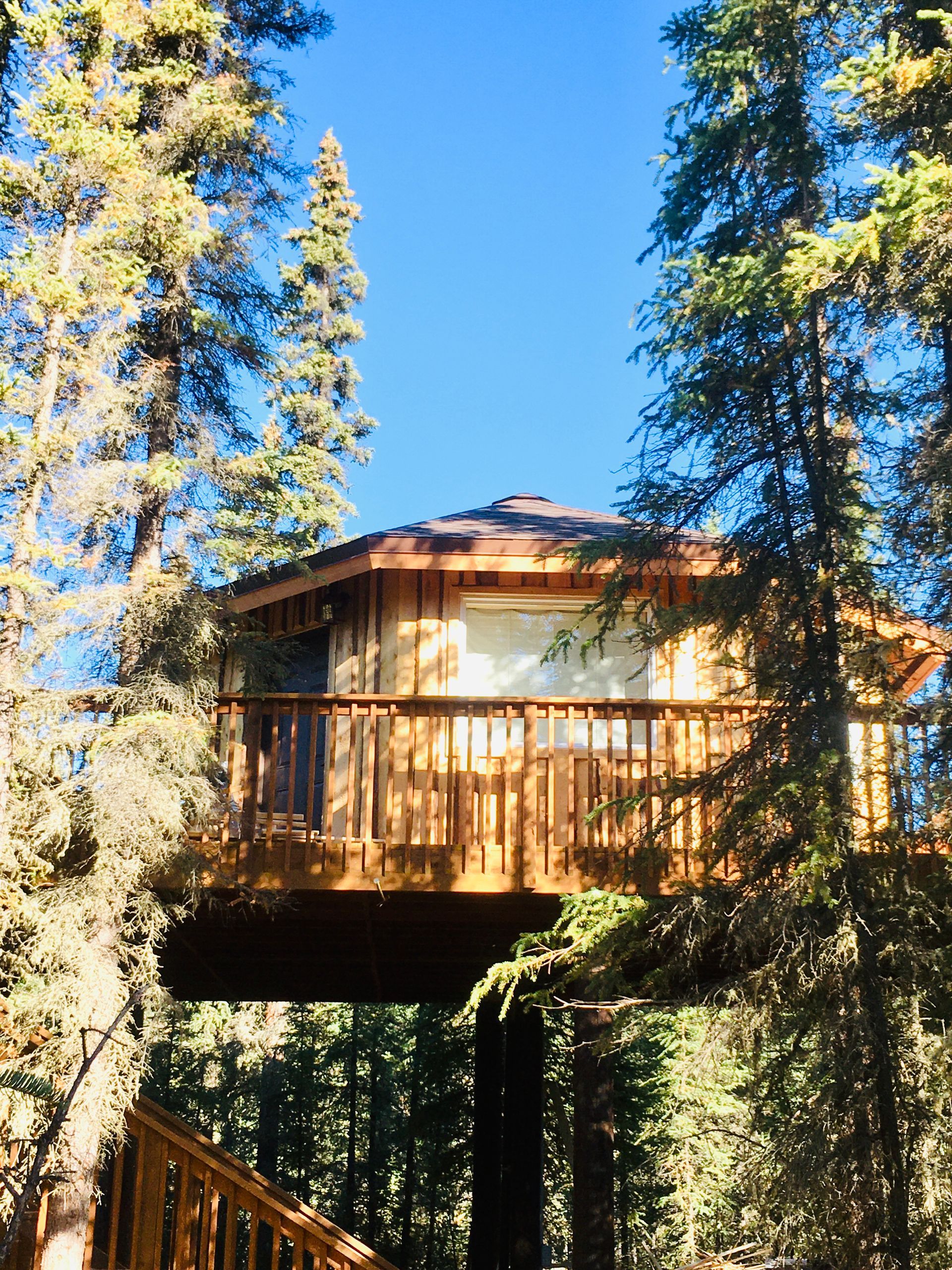 Bedroom in a treehouse with a bed, windows, rug, and a large tree trunk inside.