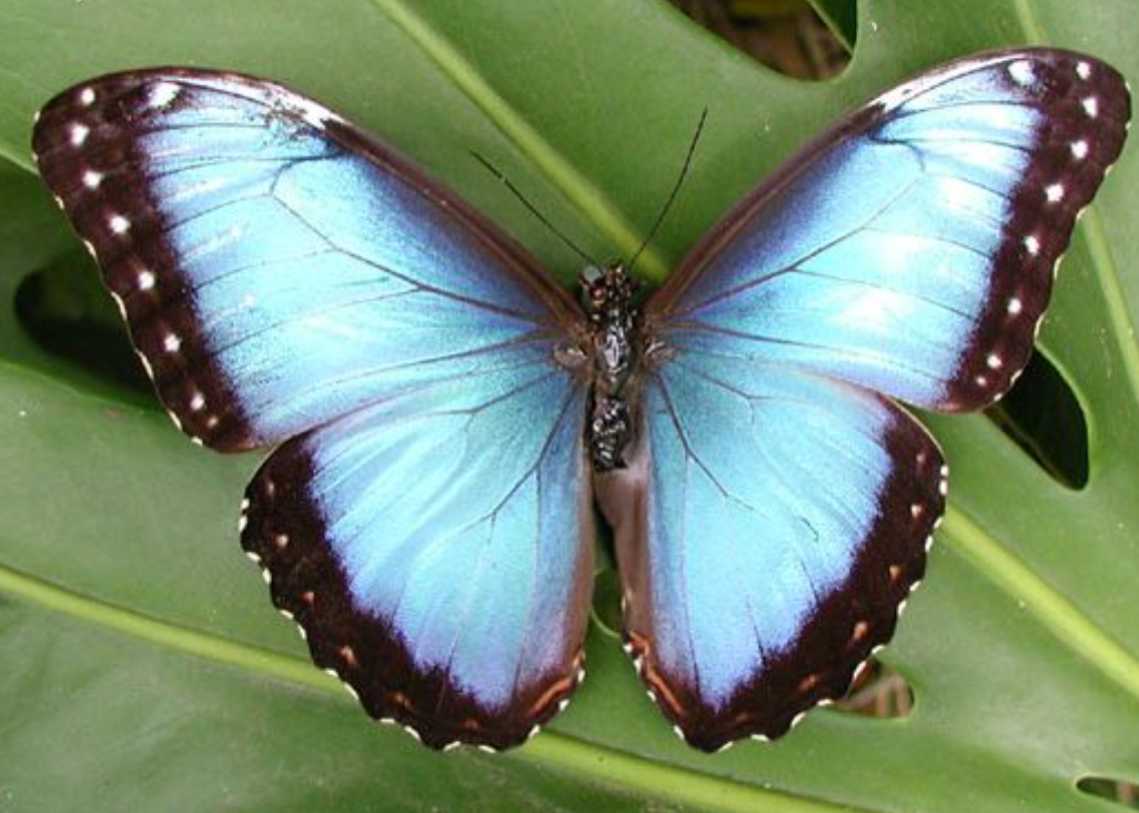 Blue Morpho butterfly from Costa Rica