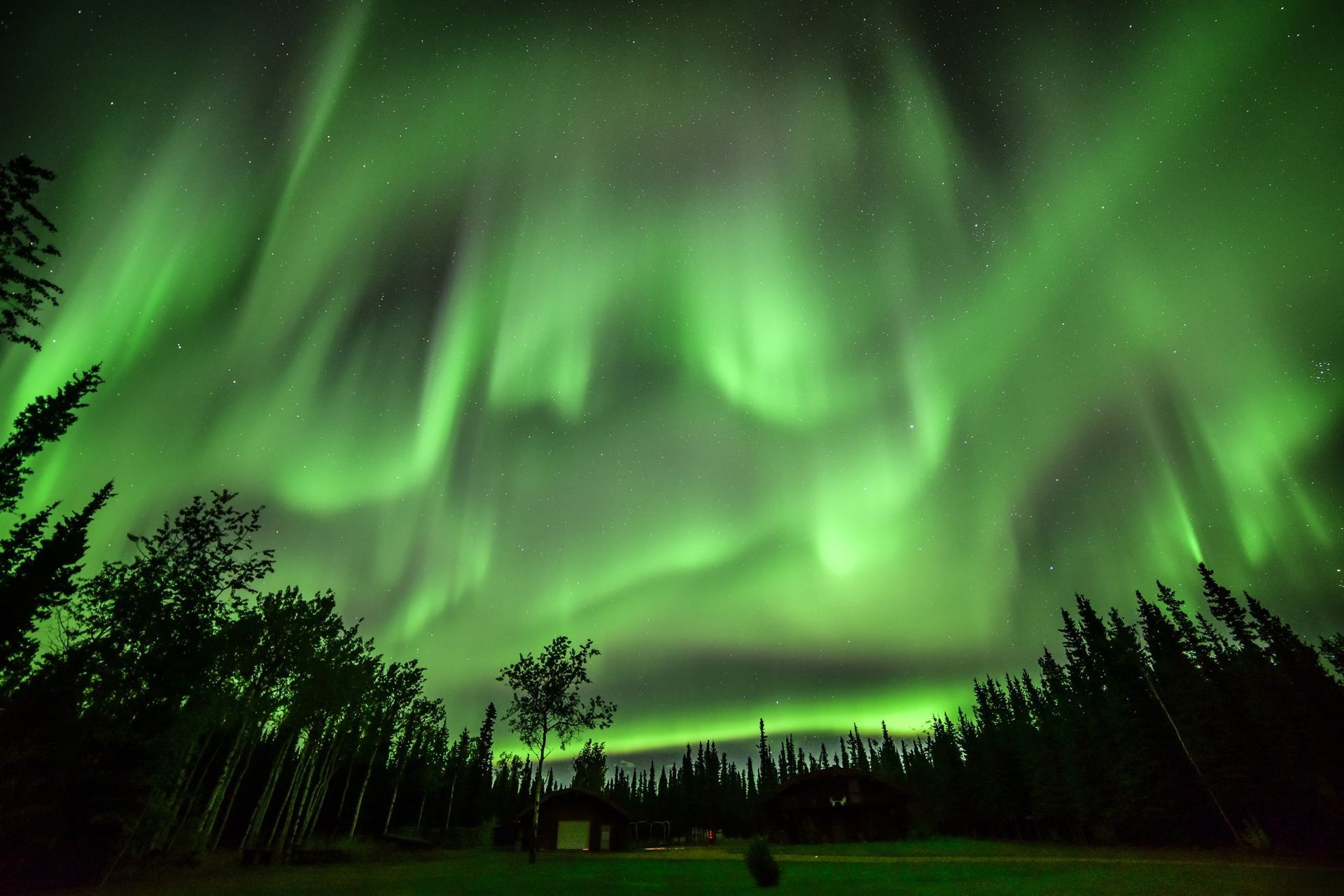 Green aurora borealis swirls above a treeline.