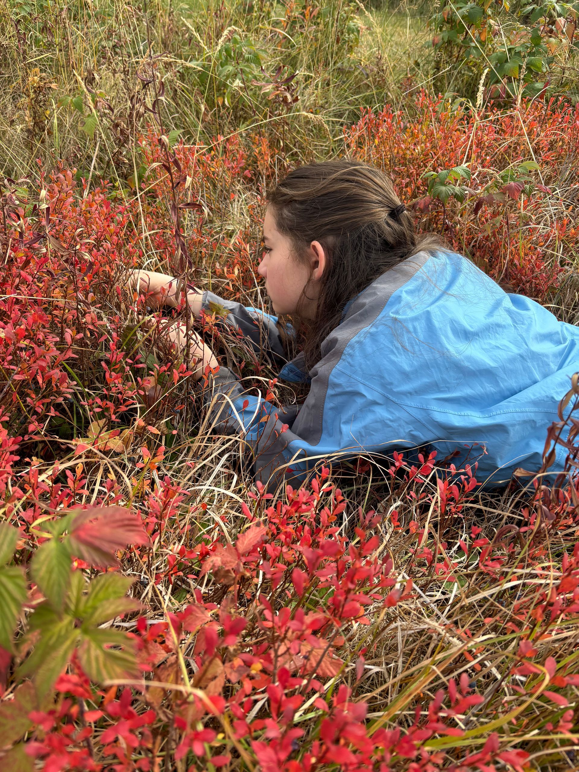 Person in blue jacket picking berries from red bushes.