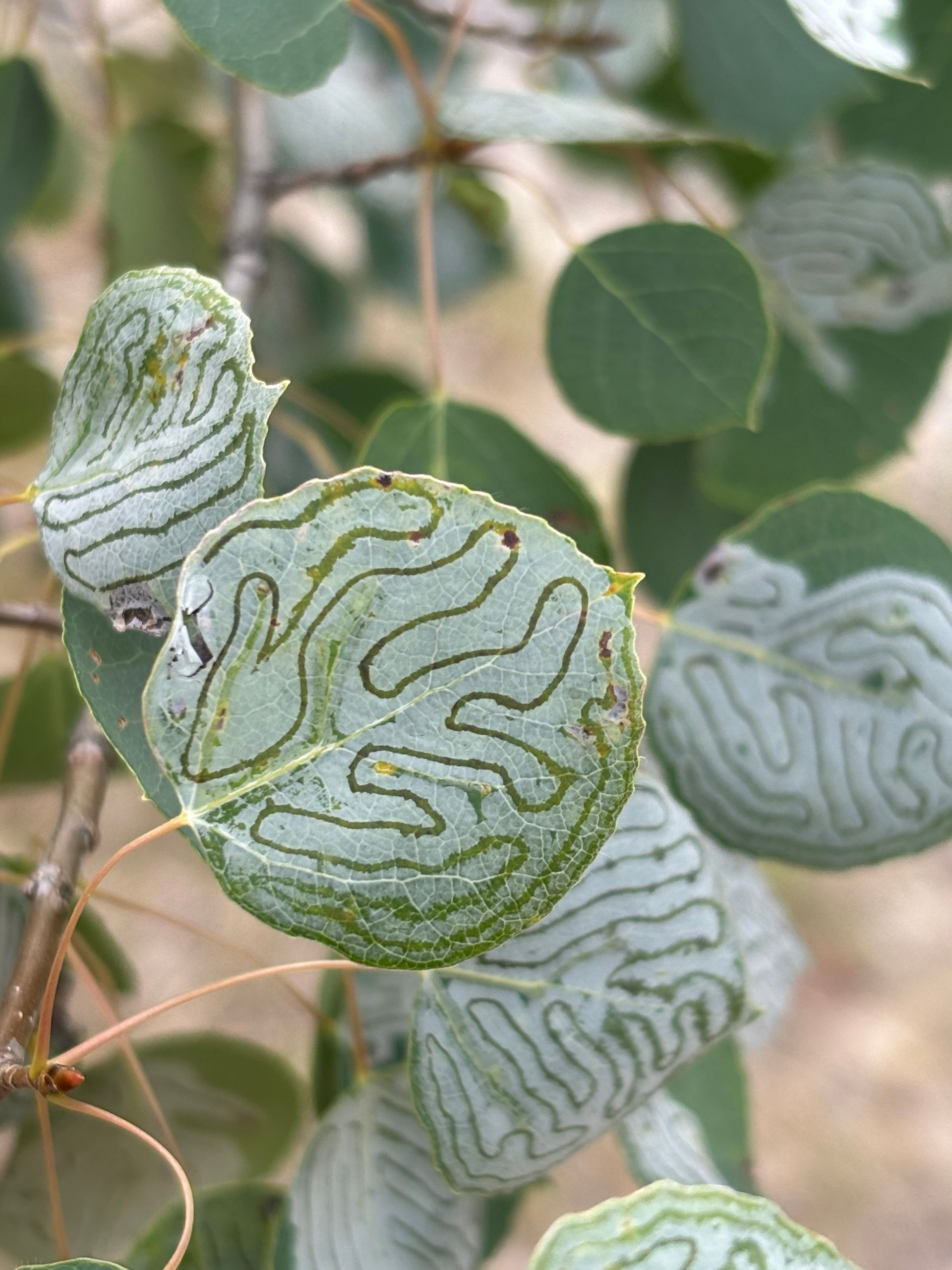 Leaf miners in an aspen leaf