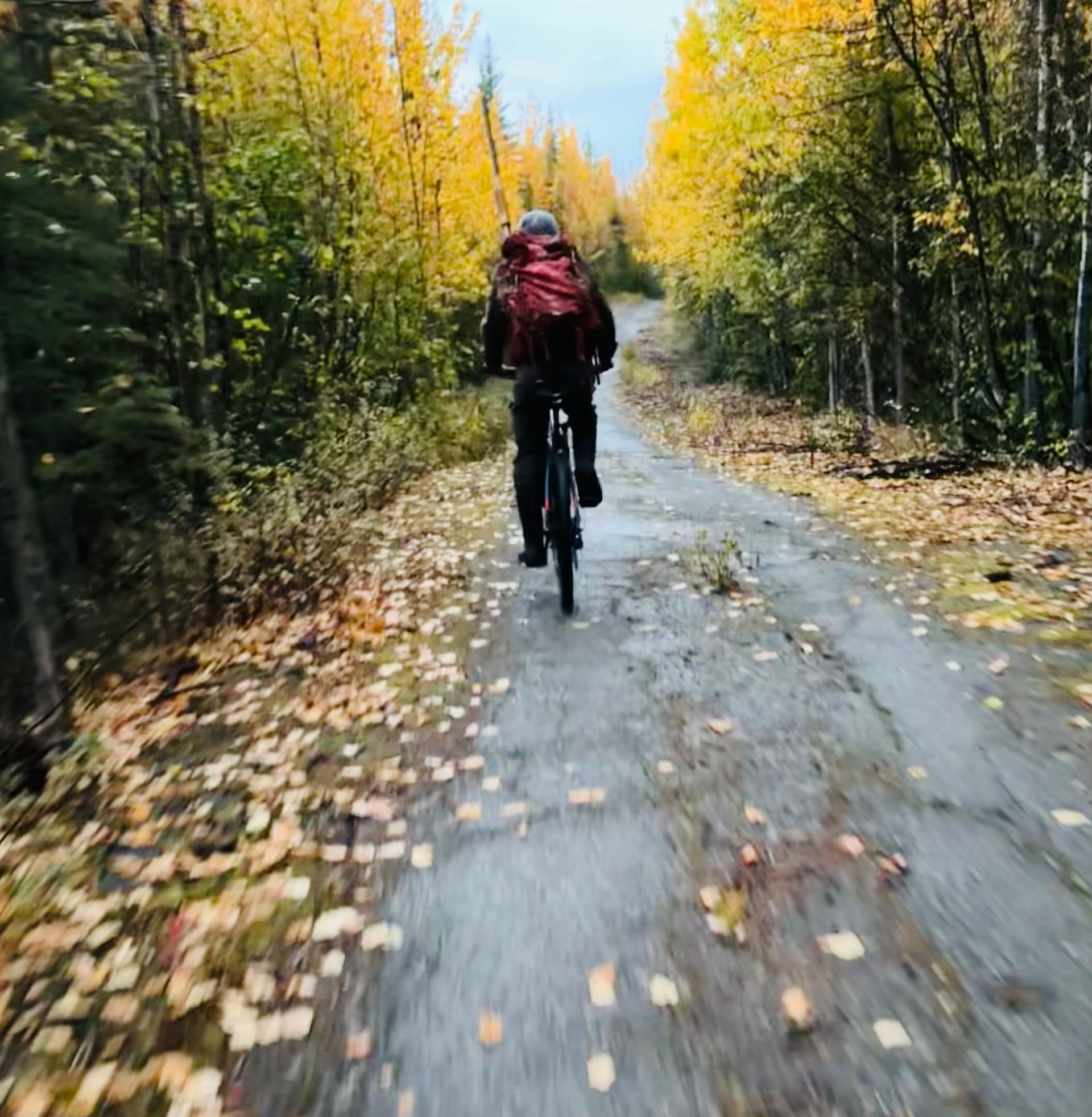Person riding a bicycle on a leaf-covered path through a forest of trees with yellow and green foliage.