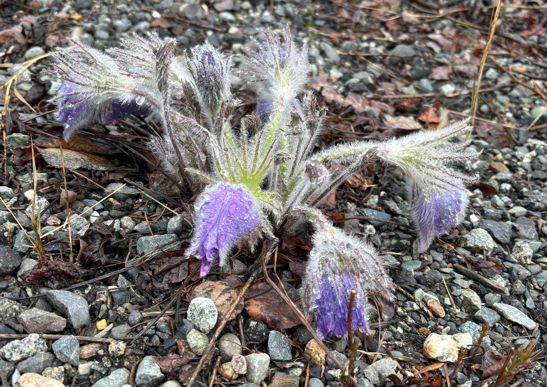 Rain beating down pasque flowers in Alaska in the spring.
