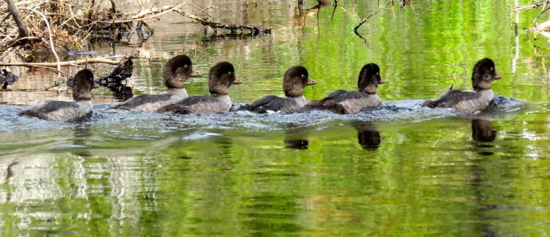 Seven dark-headed ducks swimming in a line across a green, reflective body of water.