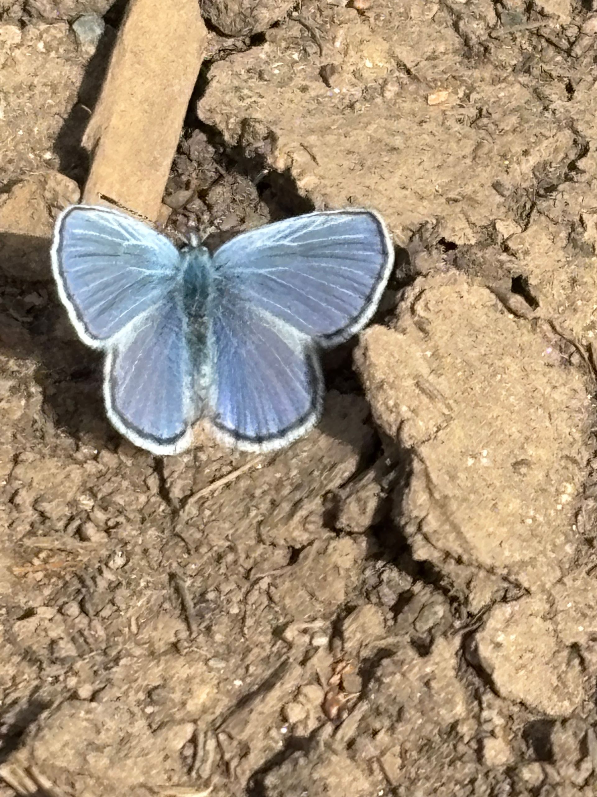 Silvery Blue - Alaska's version of the Blue Morpho butterfly!
