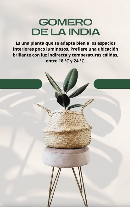 Maceta de gomero de la India en cesta sobre soporte, en interior con fondo claro y texto informativo.