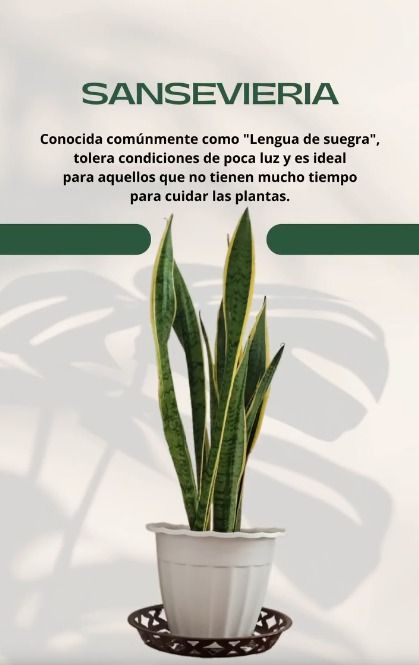 Planta sansevieria en maceta blanca con texto sobre su tolerancia a la baja luz.