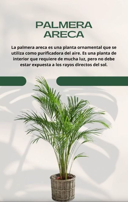 Palmera areca en maceta sobre fondo claro con texto informativo en español
