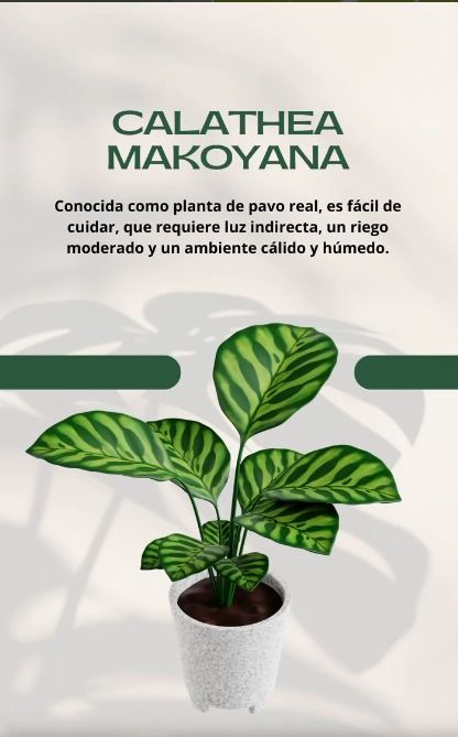 Planta de Calathea makoyana en una maceta blanca, con hojas verdes estampadas y texto con instrucciones de cuidado en la parte superior.