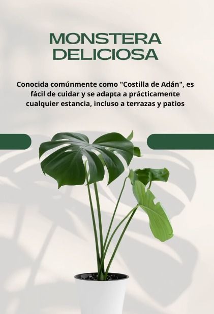 Planta monstera deliciosa en maceta blanca con fondo claro y texto promocional en español.