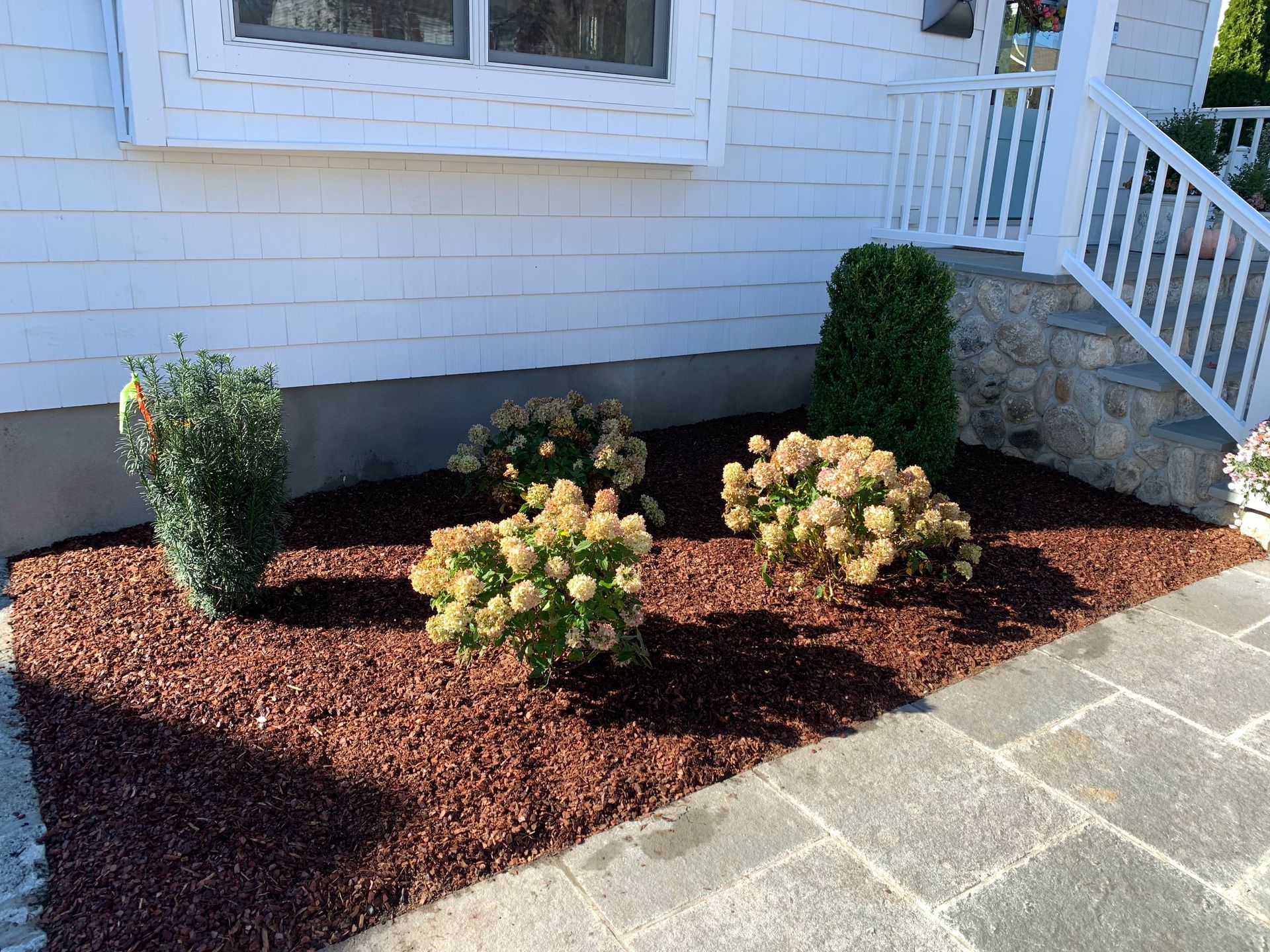 Front yard flower bed with hydrangeas, shrubs, and dark mulch beside a house and stone walkway