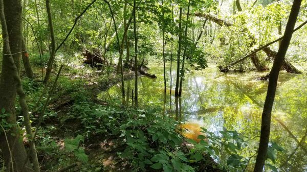Sunlit forest pond with dense green trees and reflected foliage