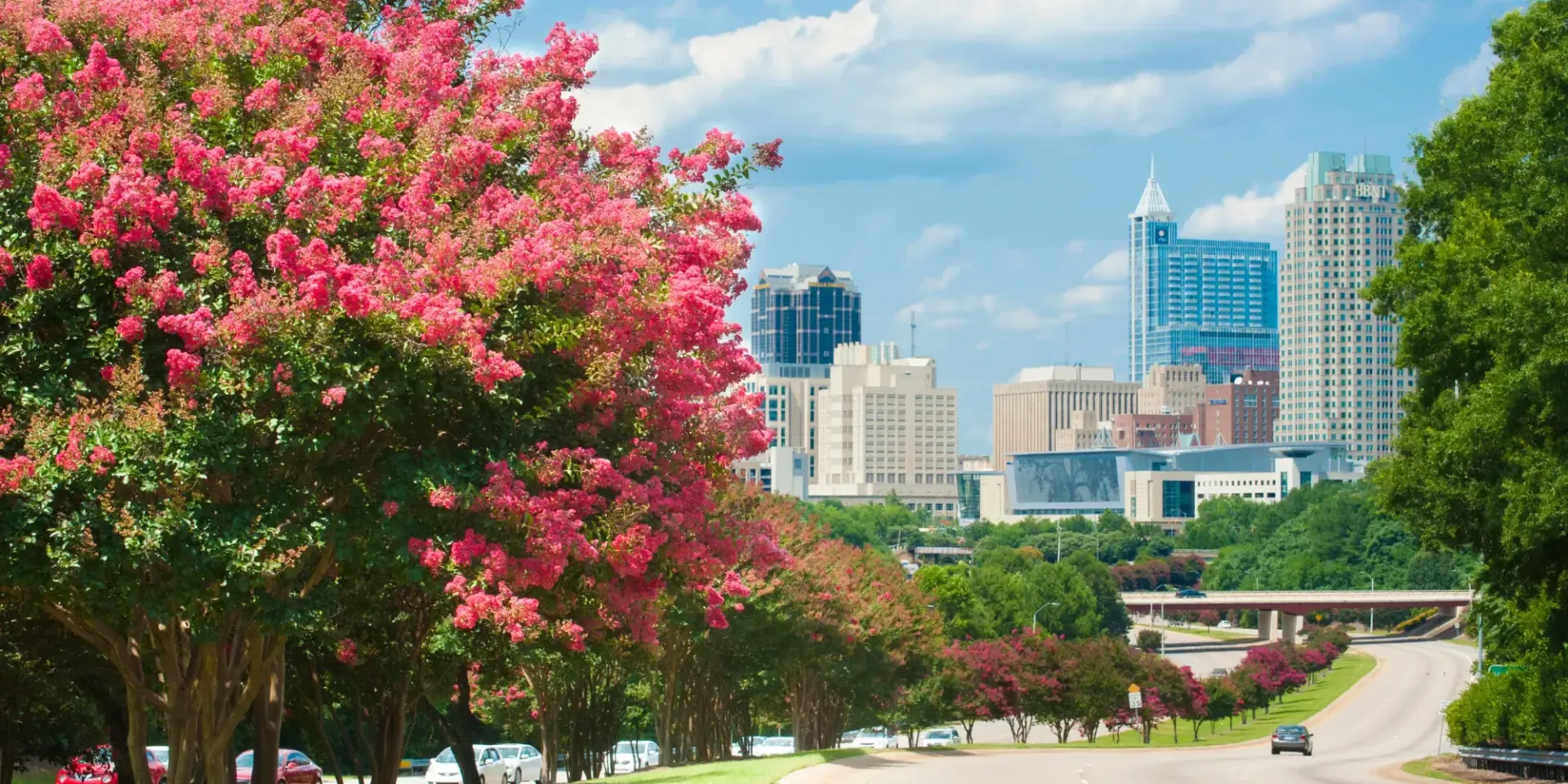 Pink flowering tree in a city park with green lawn and skyline buildings in the background