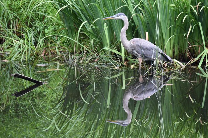 A heron is standing in the water near tall grass.